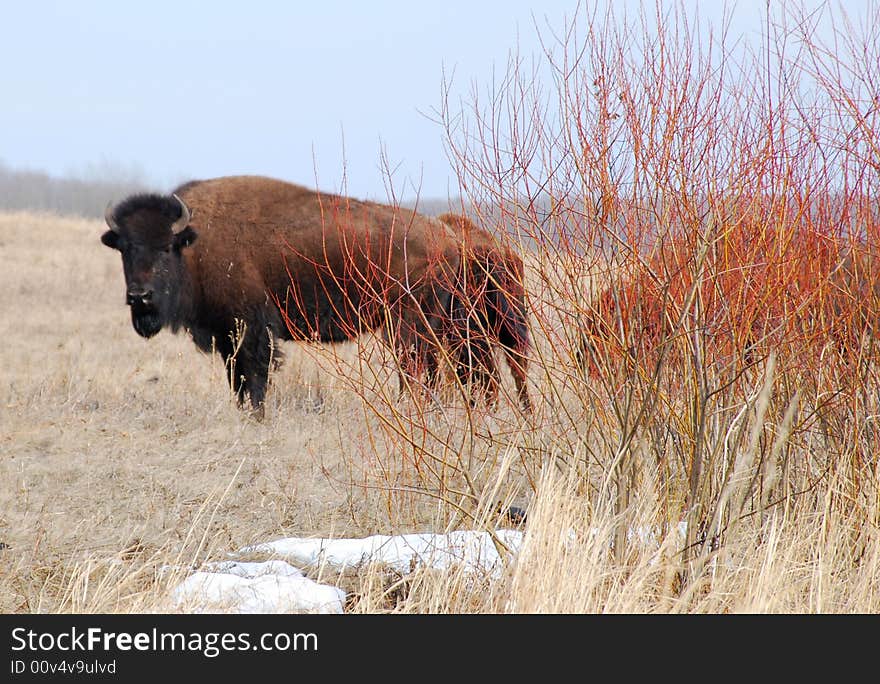 Bisons eating grass on the farm and a bison staring at me