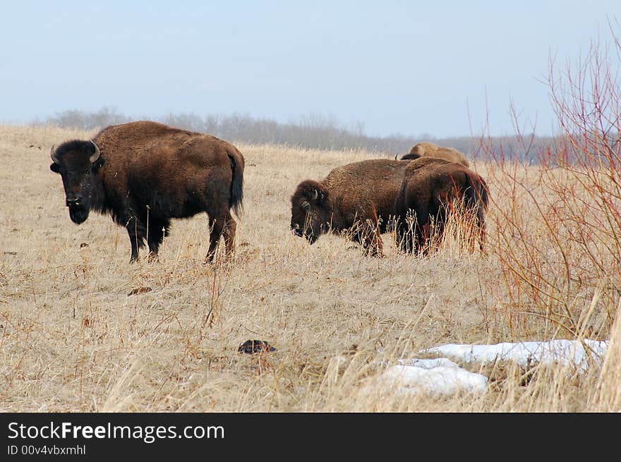 Bison eating grass on the farm. Bison eating grass on the farm