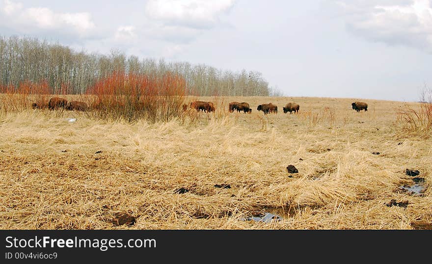 Bison eating grass on the farm. Bison eating grass on the farm