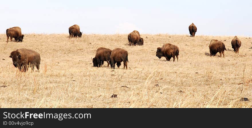 Bison eating grass on the farm. Bison eating grass on the farm