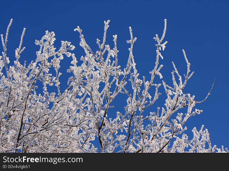 Winter snow branch blue clear sky