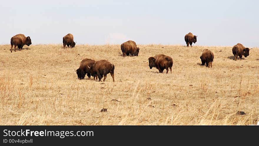 Bison eating grass on the farm. Bison eating grass on the farm