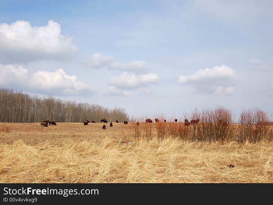 A group of bisons eating grasses on the meadow