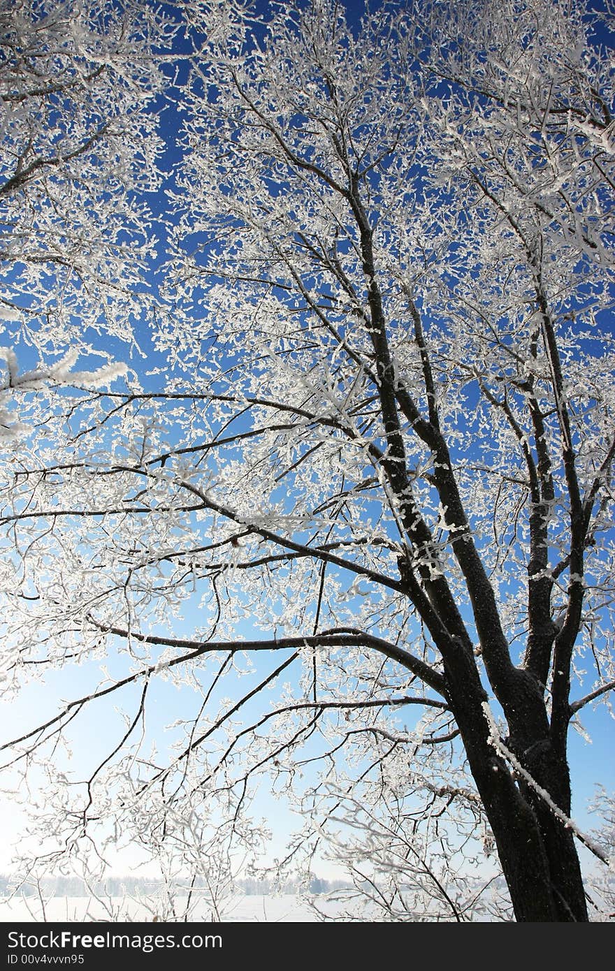 Winter snow branch blue clear sky