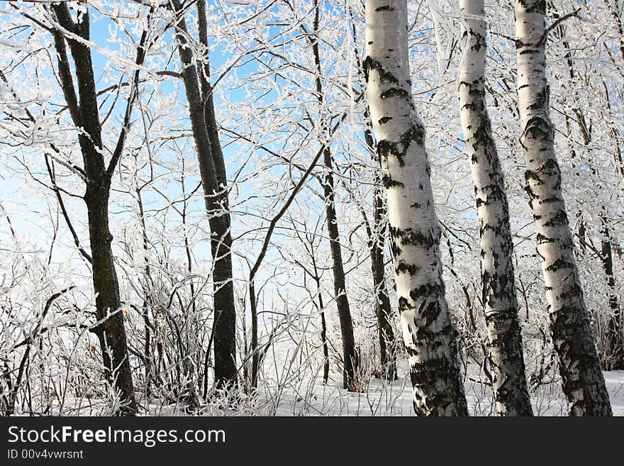 Winter snow branch blue clear sky