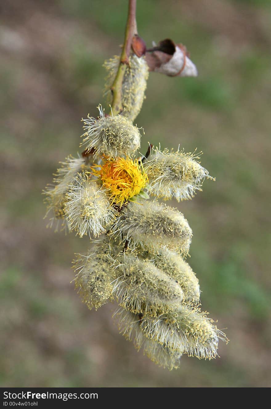 The long-awaited spring bud revealing on a tree in warm April. The long-awaited spring bud revealing on a tree in warm April