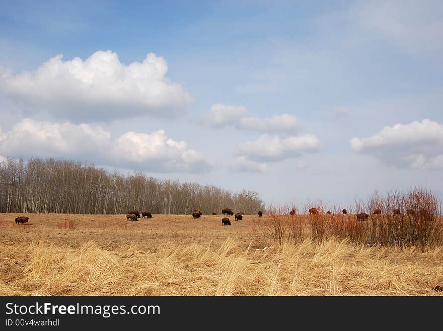 Bison eating grass on the farm. Bison eating grass on the farm