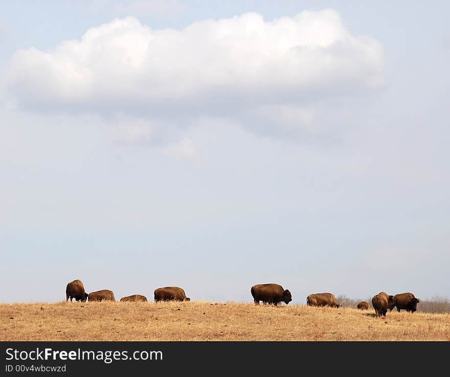 Bison eating grass on the farm. Bison eating grass on the farm