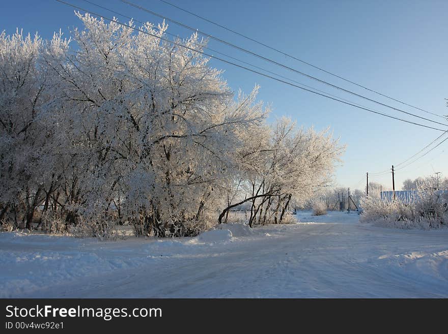 Cold winter snow forest tree frozen. Cold winter snow forest tree frozen