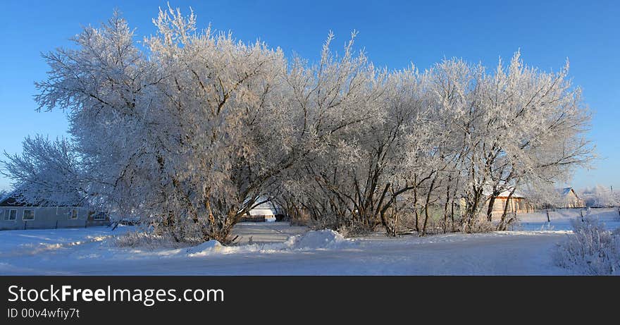 Cold winter snow forest tree frozen. Cold winter snow forest tree frozen