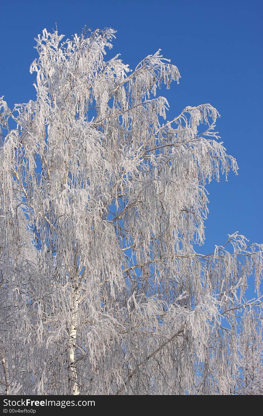 Cold winter snow forest tree frozen. Cold winter snow forest tree frozen