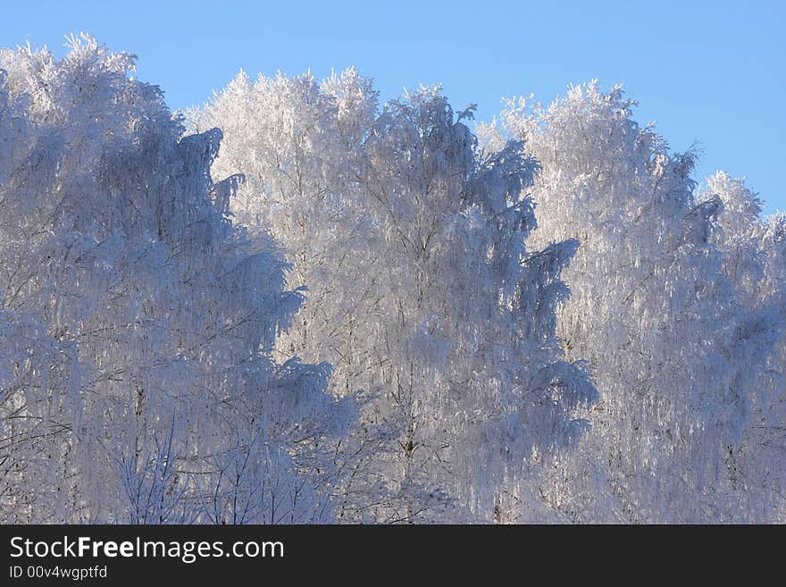 Cold winter snow forest tree frozen. Cold winter snow forest tree frozen