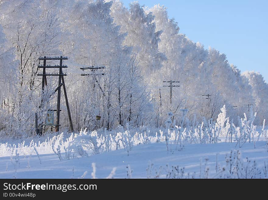 Cold winter snow forest tree frozen. Cold winter snow forest tree frozen