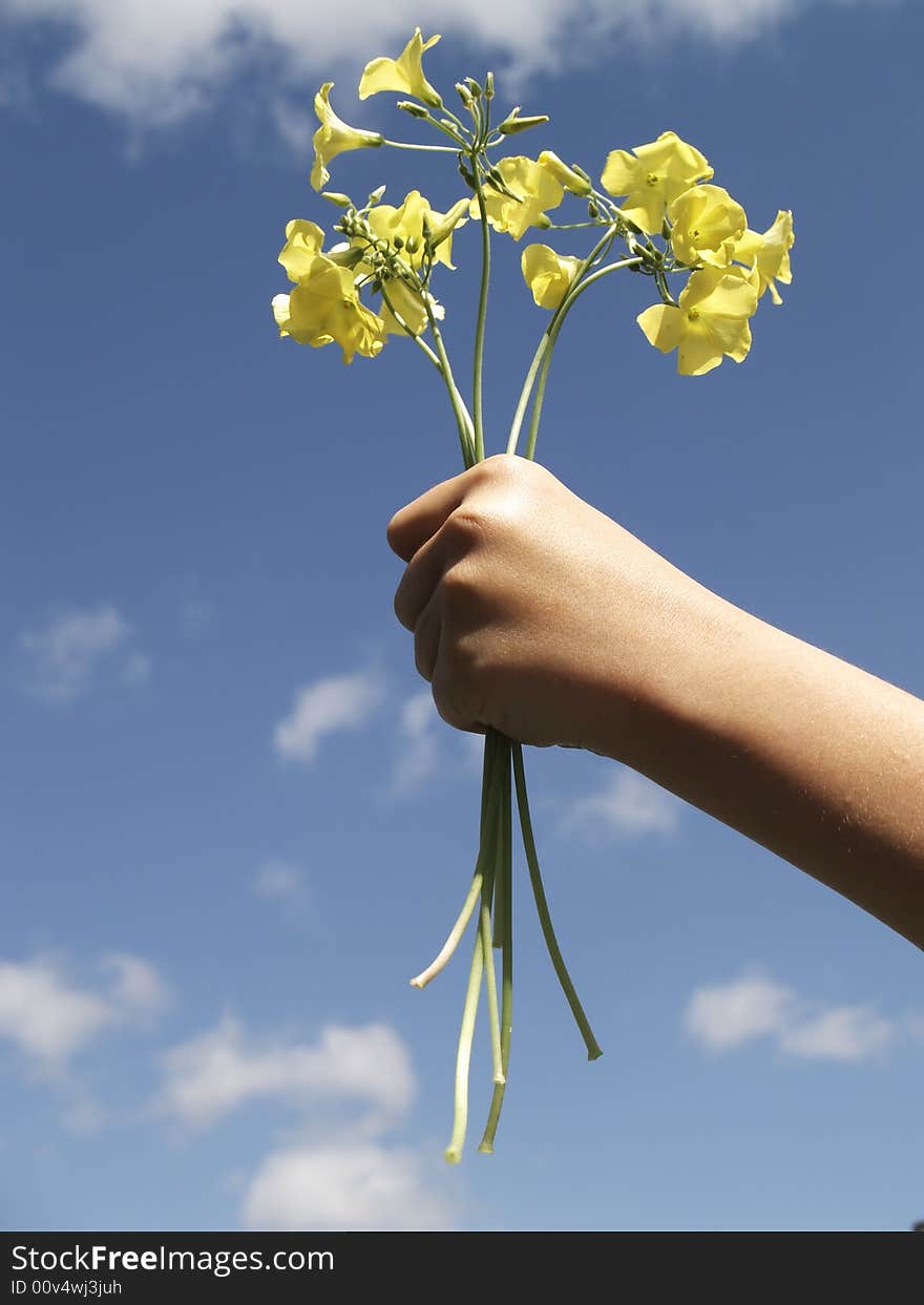 Child's hand offering yellow flowers. Child's hand offering yellow flowers