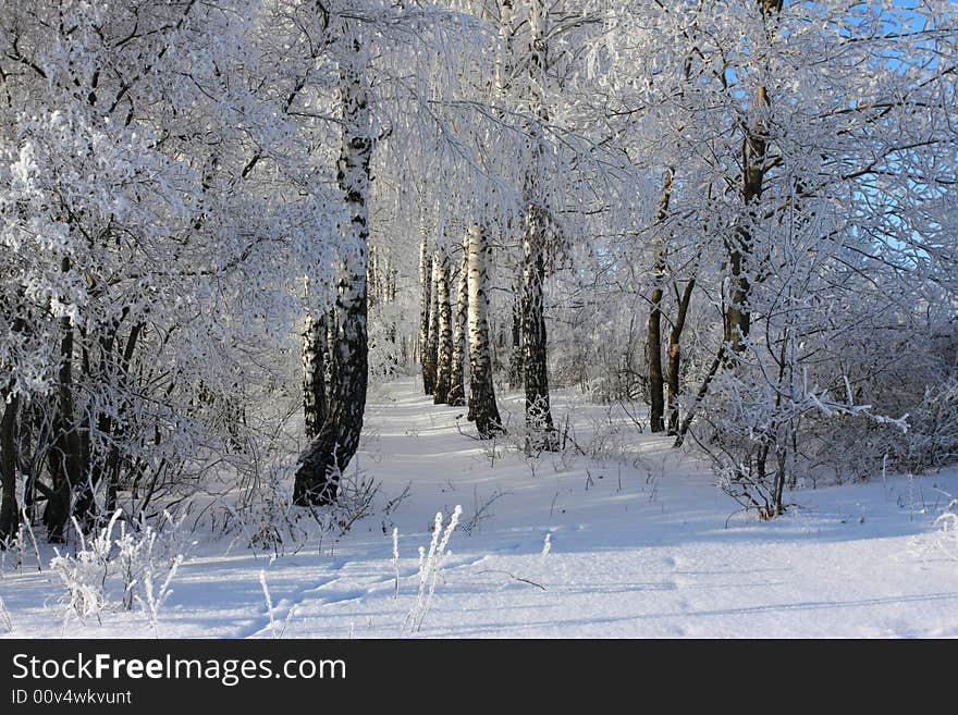 Cold winter snow forest tree frozen. Cold winter snow forest tree frozen