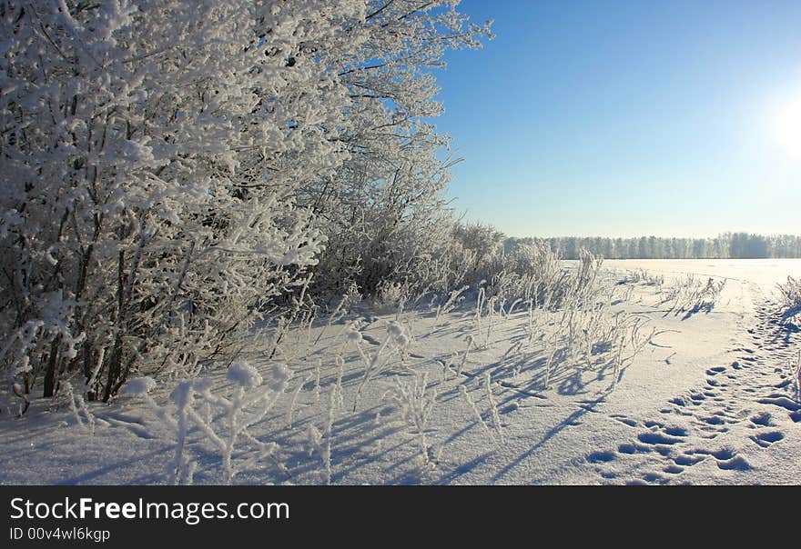 Cold winter snow forest tree frozen. Cold winter snow forest tree frozen