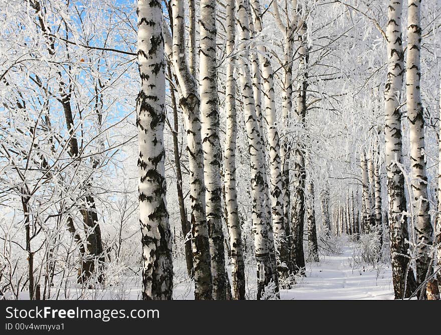 Cold winter snow forest tree frozen. Cold winter snow forest tree frozen