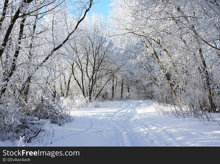 Cold winter snow forest tree frozen. Cold winter snow forest tree frozen