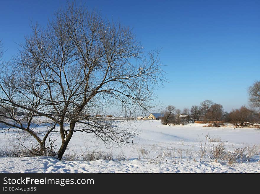 Cold winter snow forest tree frozen. Cold winter snow forest tree frozen