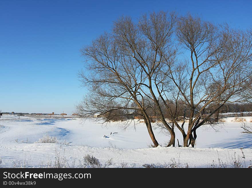 Cold winter snow forest tree frozen. Cold winter snow forest tree frozen