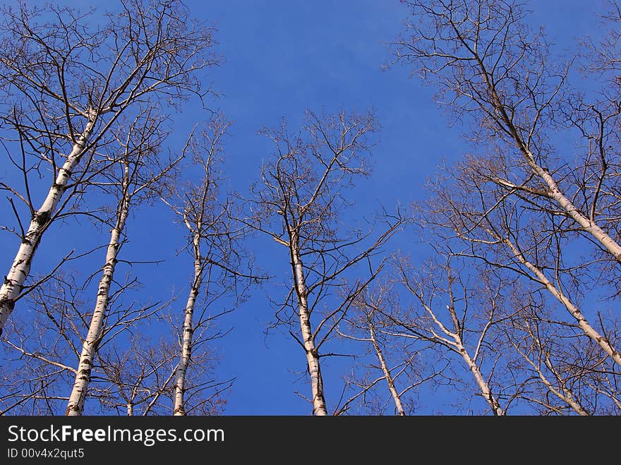 Aspen Trees