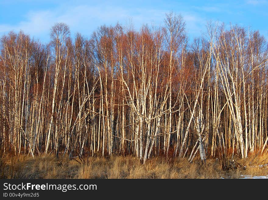 Aspen trees in the sunset