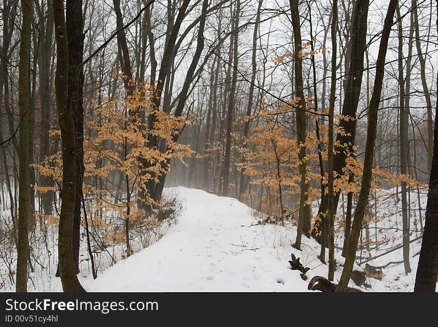 Snowy Path