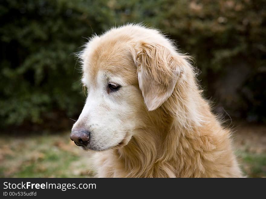 An older dog sitting outside.  He is a purebred golden retriever.