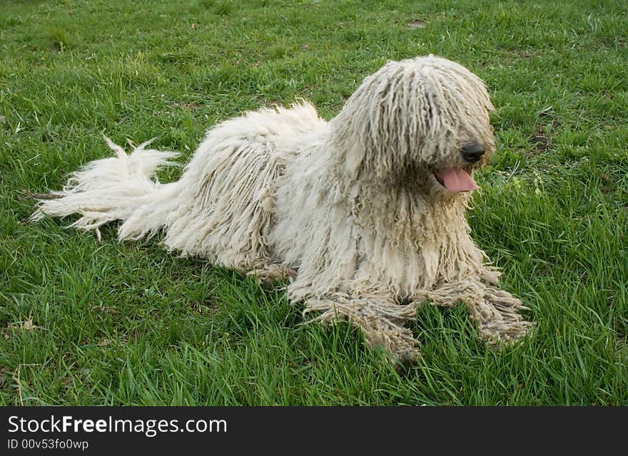 White big dog resting in the green grass. White big dog resting in the green grass