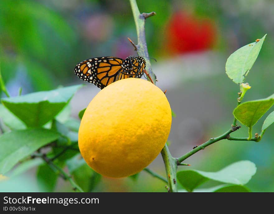 Monarch Batterfly On Lemon