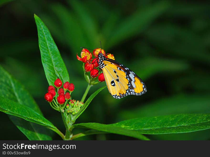 Monarch Batterfly On Flower