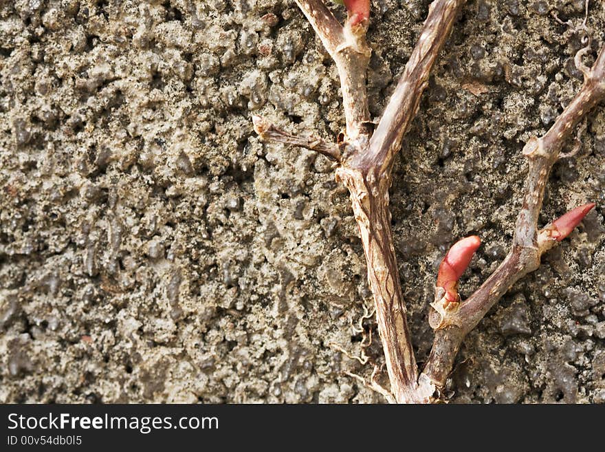 Close-up of Virginia Creeper vine on cement block for background texture. Close-up of Virginia Creeper vine on cement block for background texture.