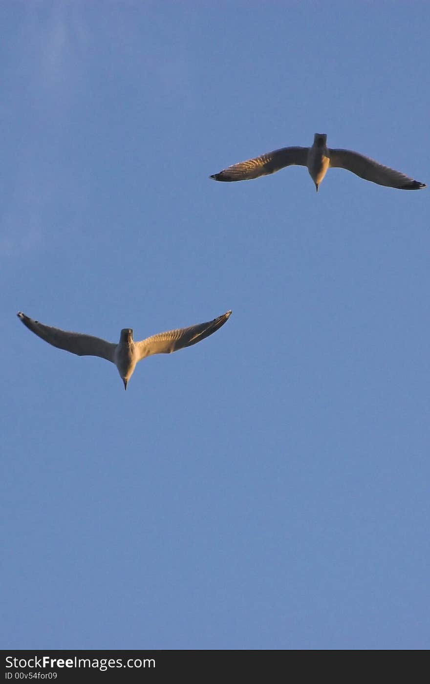 Two sea gulls caught in the middle of flight, with clear blue sky in the background