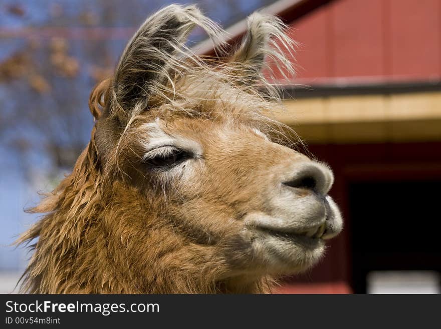 Brown Llama