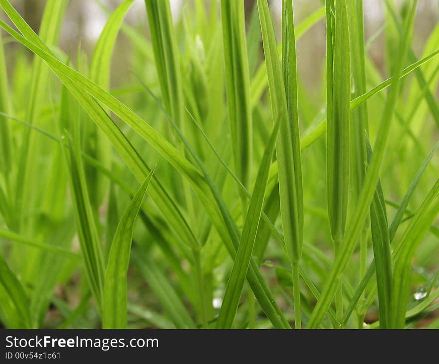 Young green grass on a spring field