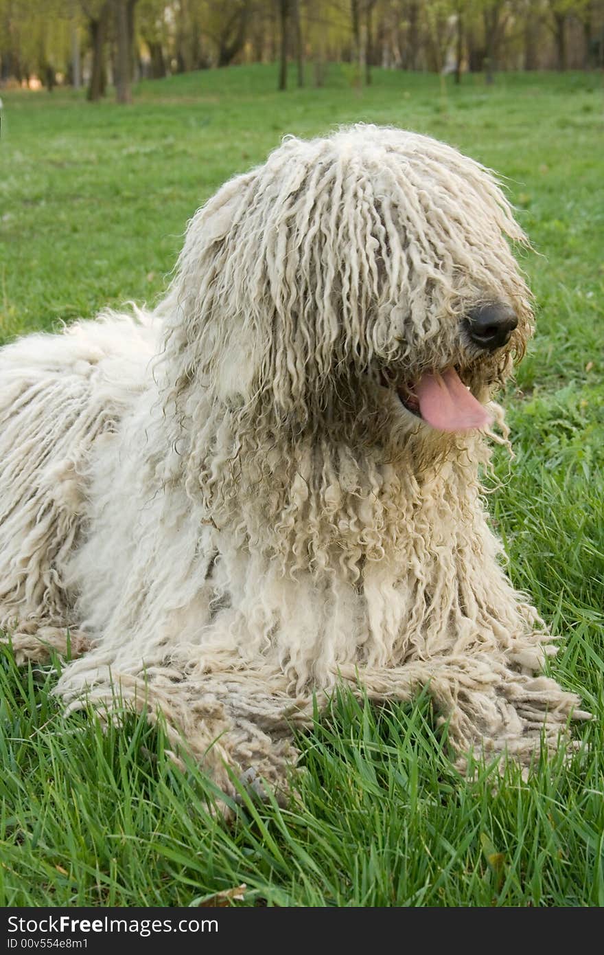 Big white dog lying on green grass. Big white dog lying on green grass