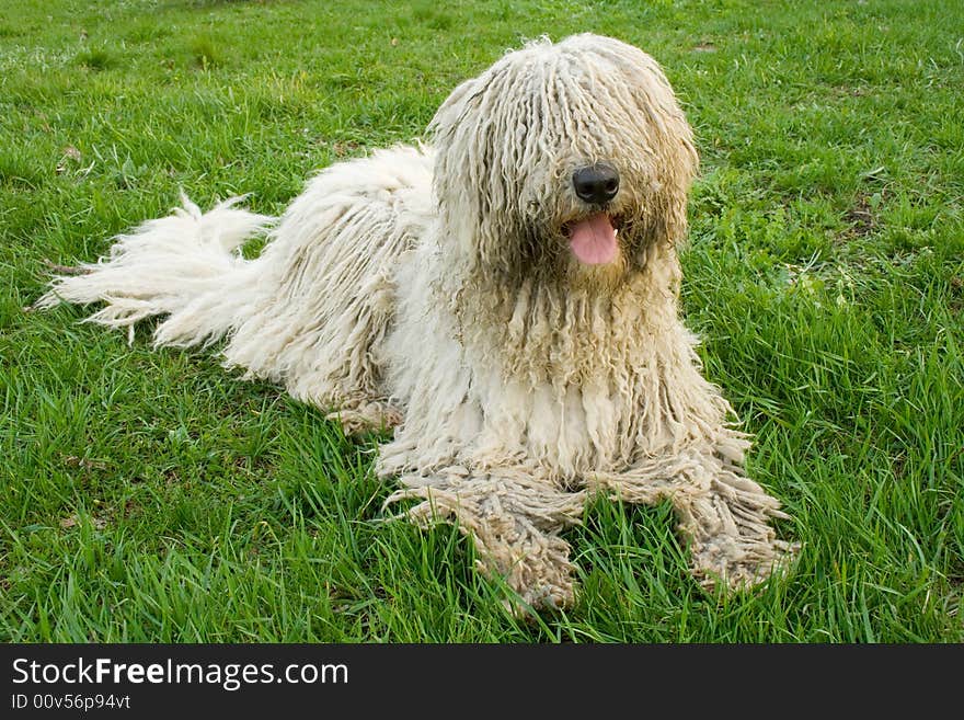 White dog laying on green grass