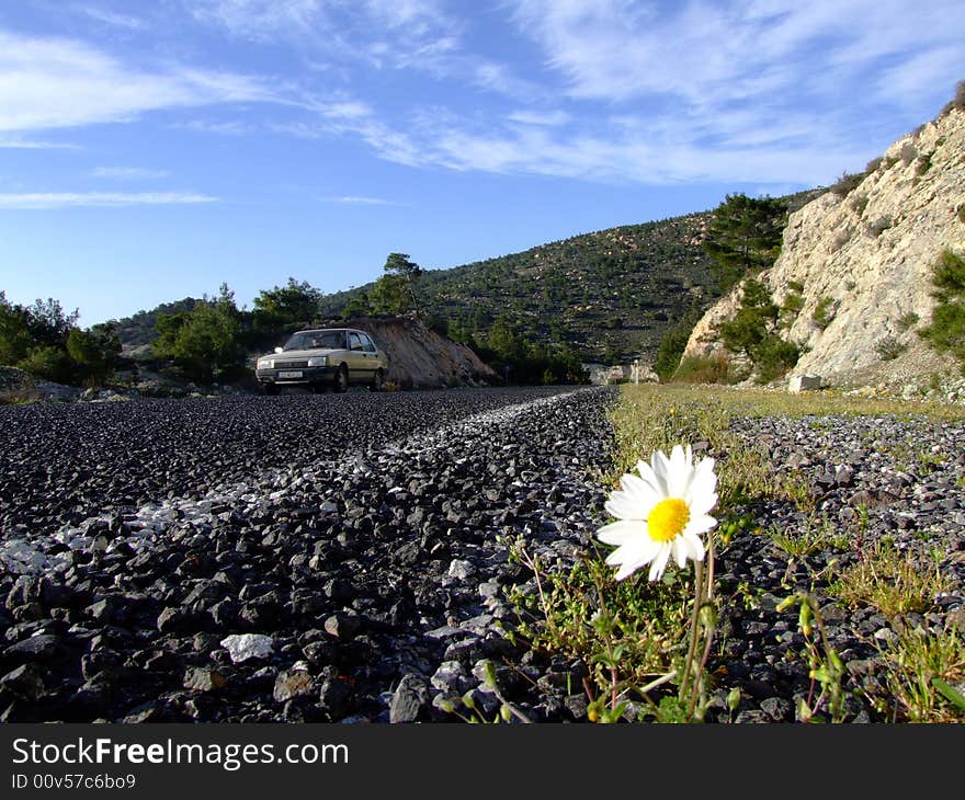 Daisy on road