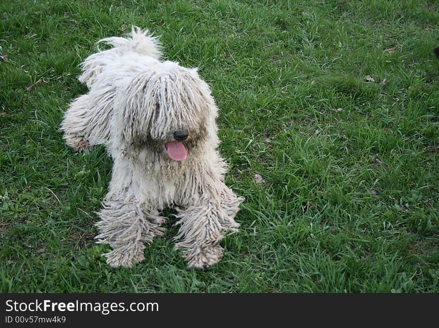 White dog laying on green grass. White dog laying on green grass