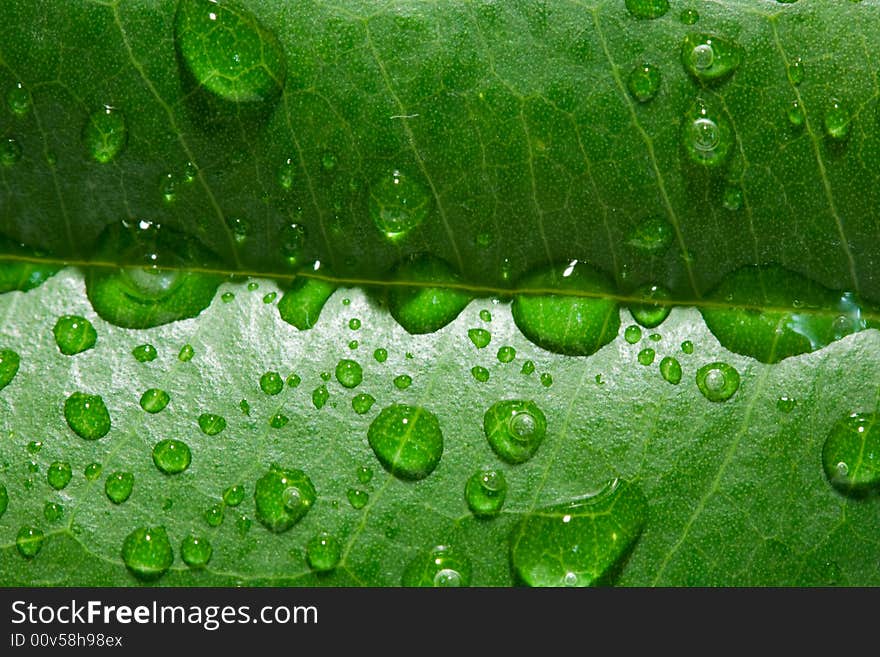 Drops of water on a green plant