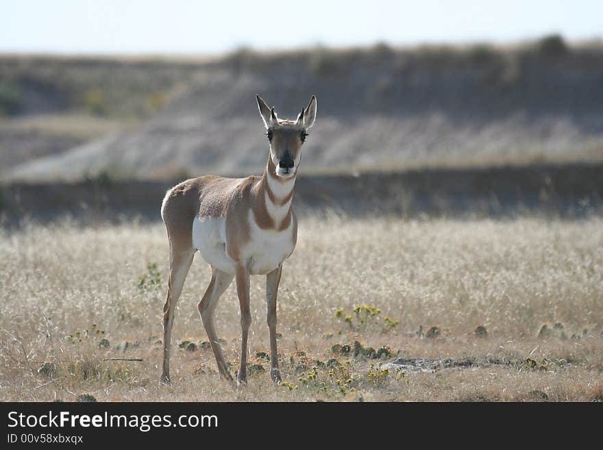 Pronghorn