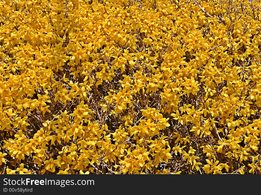 Forsythia