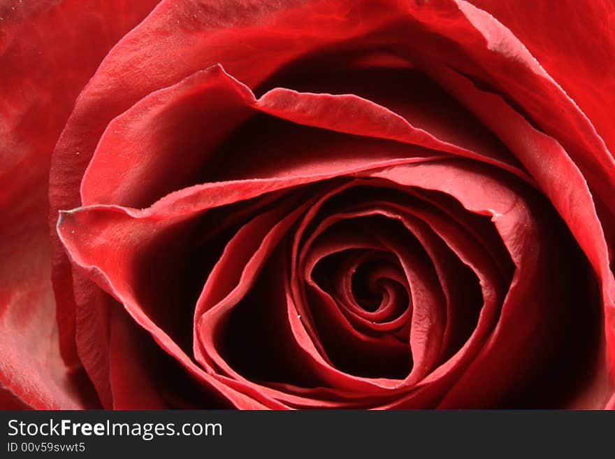 Macro detail of a red rose. Macro detail of a red rose