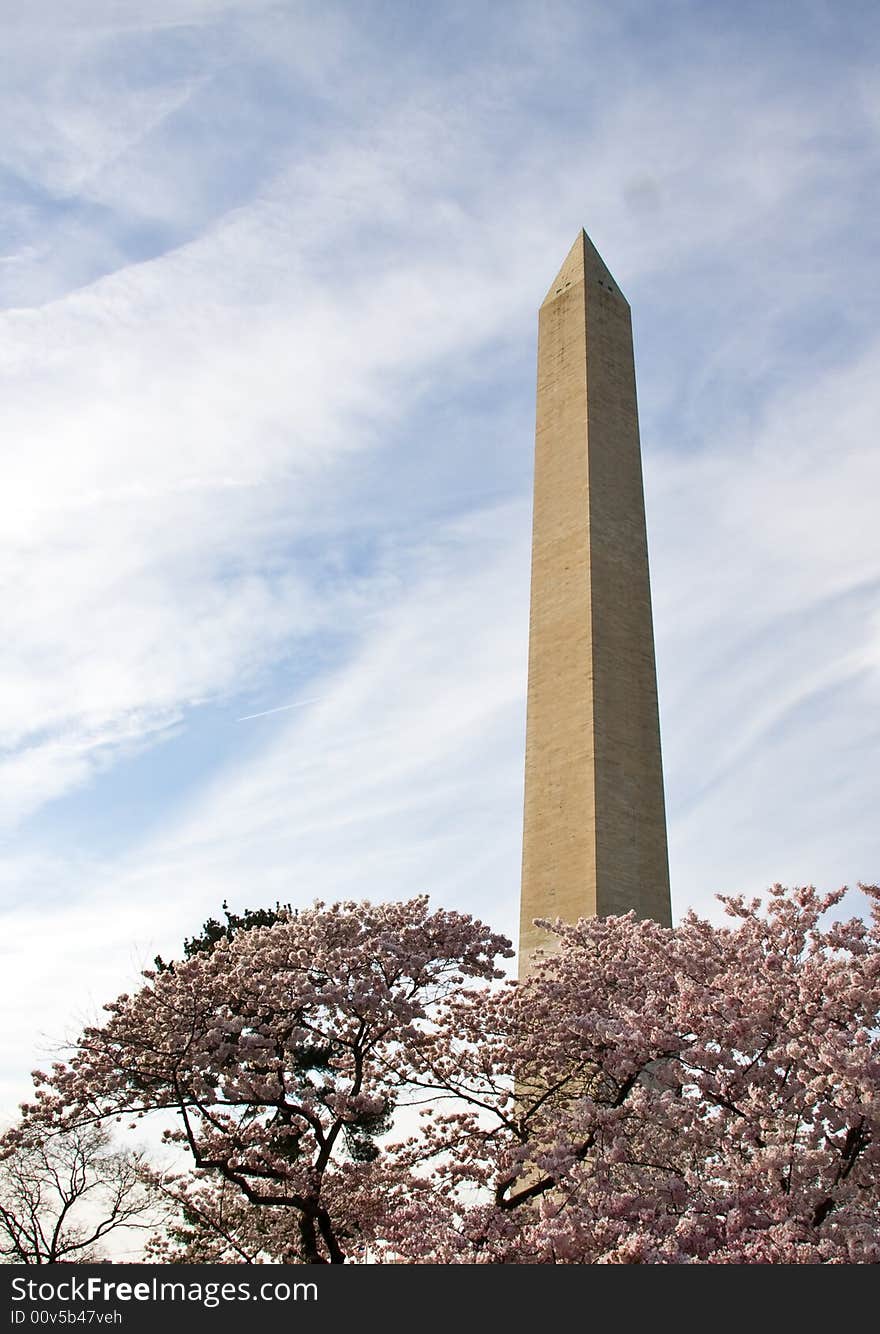 Washington Monument with a layer of cherry blossom flowers at the base. Washington Monument with a layer of cherry blossom flowers at the base