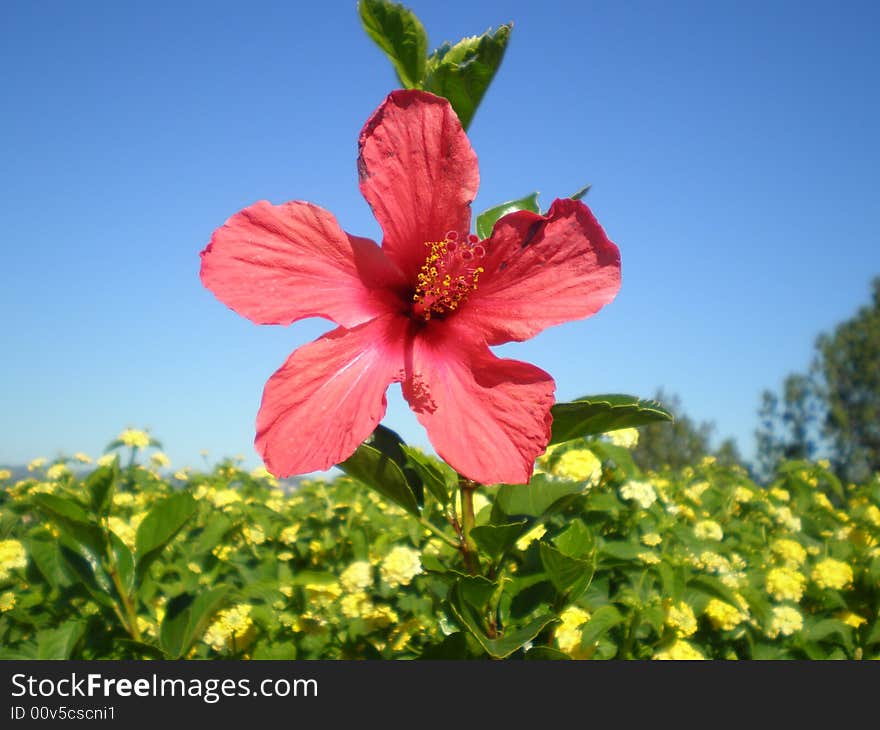 A garden with a beautiful red flower