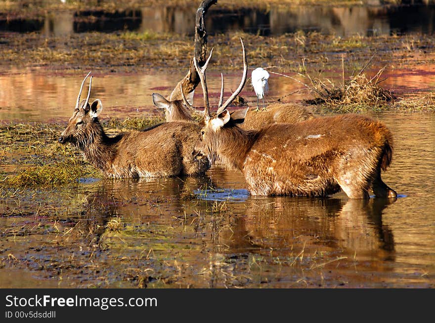 India, Ranthambore: Deers