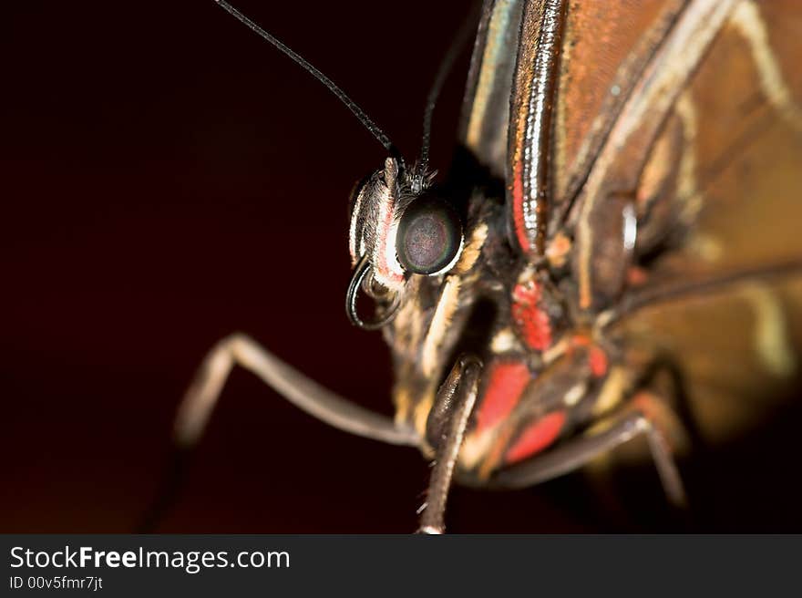 Extreme close-up of a butterfly with focus on its eye.