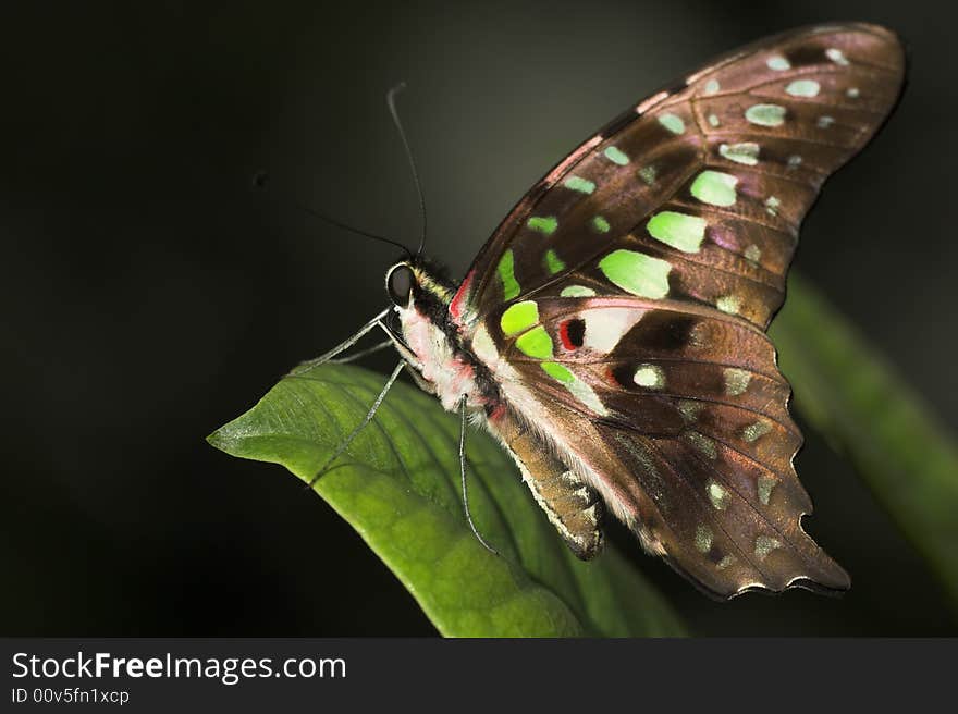 Brown butterfly perched on a leaf.