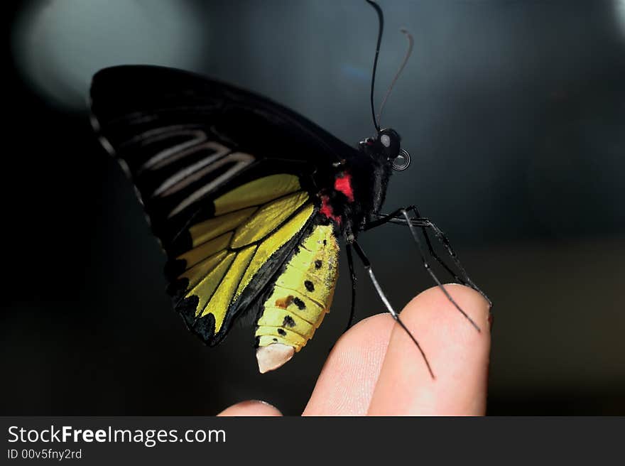 Butterfly perched on a person's fingers. Butterfly perched on a person's fingers.