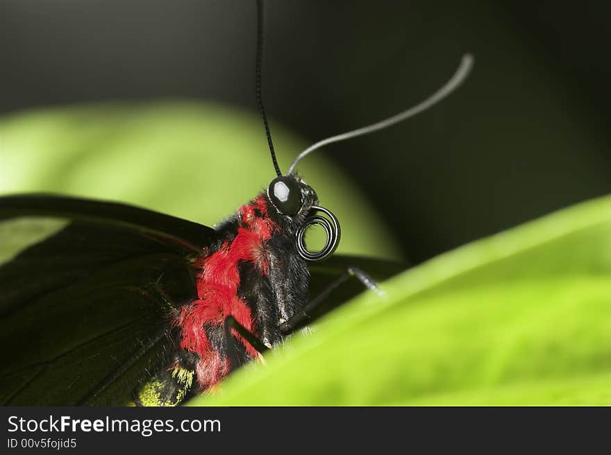 Close up of a black and red butterfly partially hidden behind a leaf. Close up of a black and red butterfly partially hidden behind a leaf.